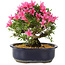 Rhododendron indicum Korin, 25 cm, ± 12 jaar oud