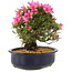 Rhododendron indicum Korin, 25 cm, ± 12 jaar oud