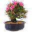 Rhododendron indicum Korin, 25 cm, ± 12 years old