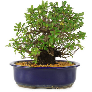 The widest range of outdoor bonsai in stock in Europe and personally  selected in Japan on request - Bonsai Plaza