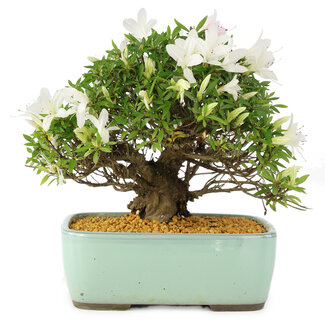 Rhododendron indicum Hakurin, 22 cm, ± 12 Jahre alt