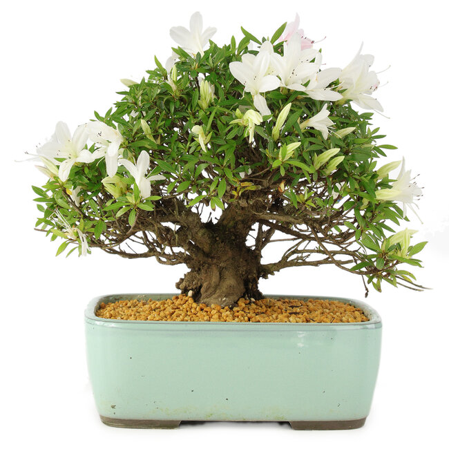 Rhododendron indicum Hakurin, 22 cm, ± 12 Jahre alt