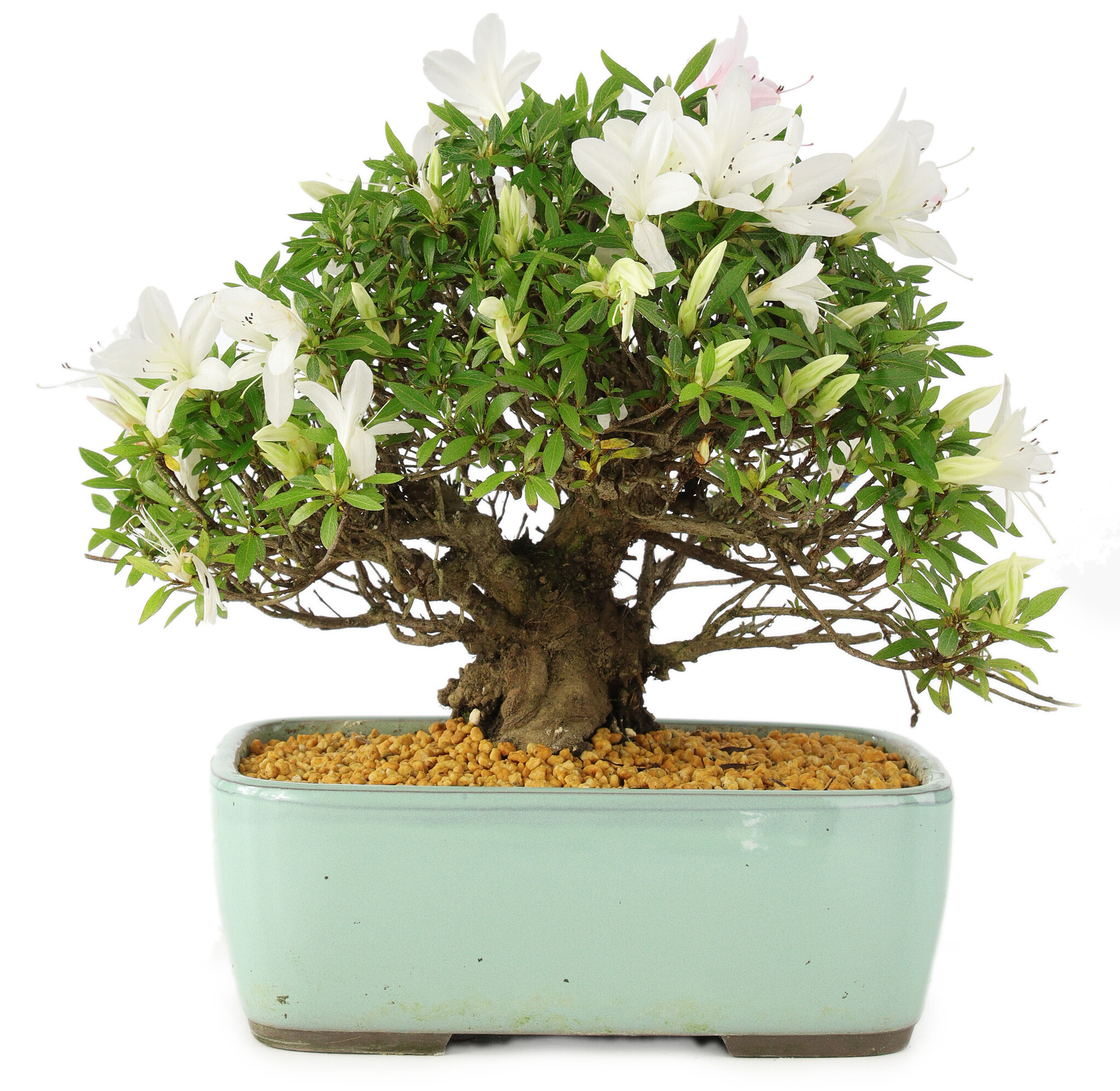 Rhododendron indicum, 22 cm, ± 12 years old - Bonsai Plaza