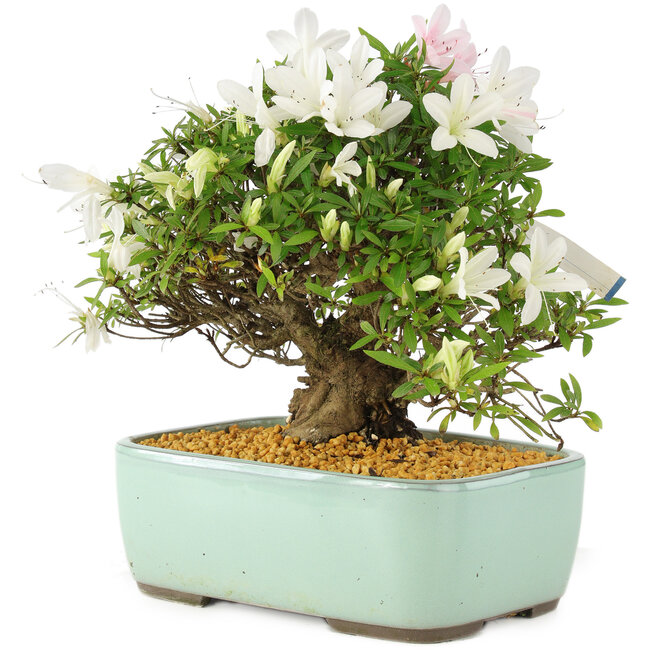 Rhododendron indicum Hakurin, 22 cm, ± 12 years old