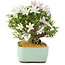 Rhododendron indicum Hakurin, 22 cm, ± 12 anni