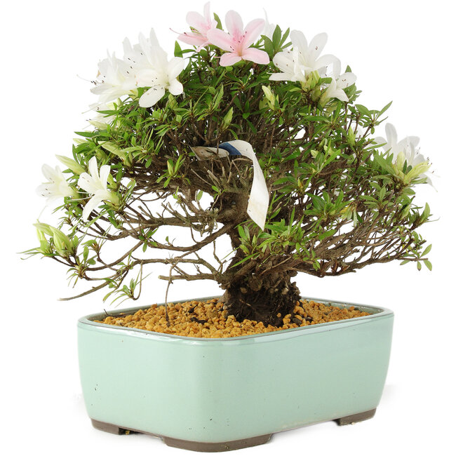 Rhododendron indicum Hakurin, 22 cm, ± 12 ans