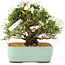 Rhododendron indicum Hakurin, 22 cm, ± 12 anni