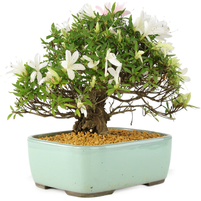 Rhododendron indicum Hakurin, 22 cm, ± 12 ans