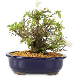 The widest range of outdoor bonsai in stock in Europe and personally  selected in Japan on request - Bonsai Plaza