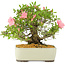 Rhododendron indicum, 27,5 cm, ± 12 years old