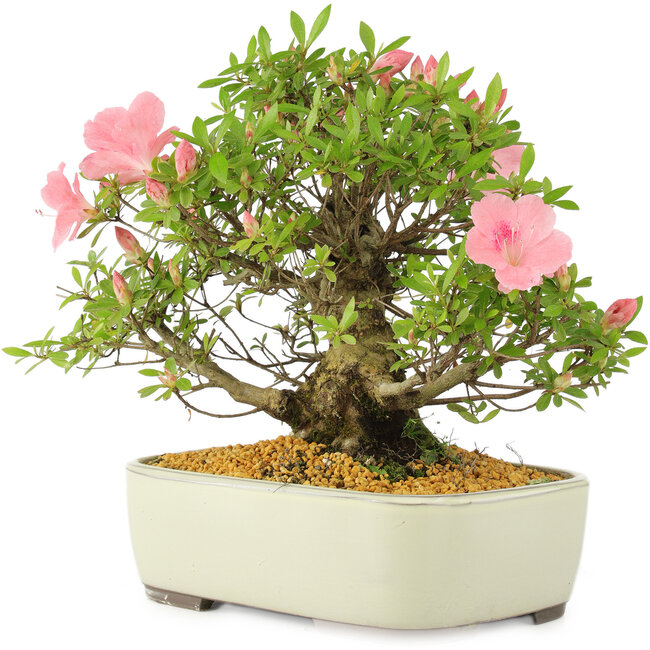 Rododendro indicum, 27,5 cm, ± 12 años