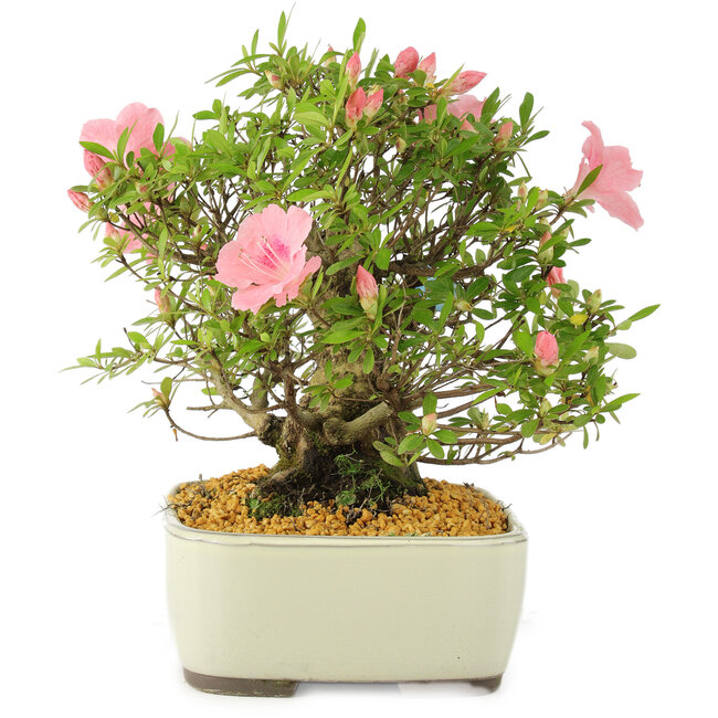 Rhododendron indicum, 27,5 cm, ± 12 years old