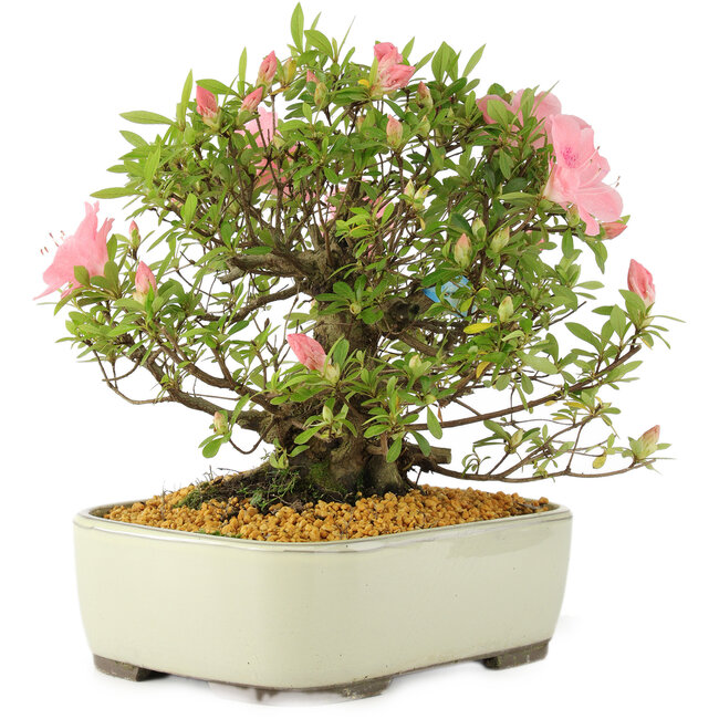 Rhododendron indicum, 27,5 cm, ± 12 years old