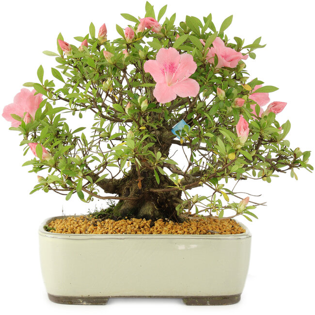 Rhododendron indicum, 27,5 cm, ± 12 Jahre alt