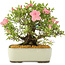 Rhododendron indicum, 27,5 cm, ± 12 years old
