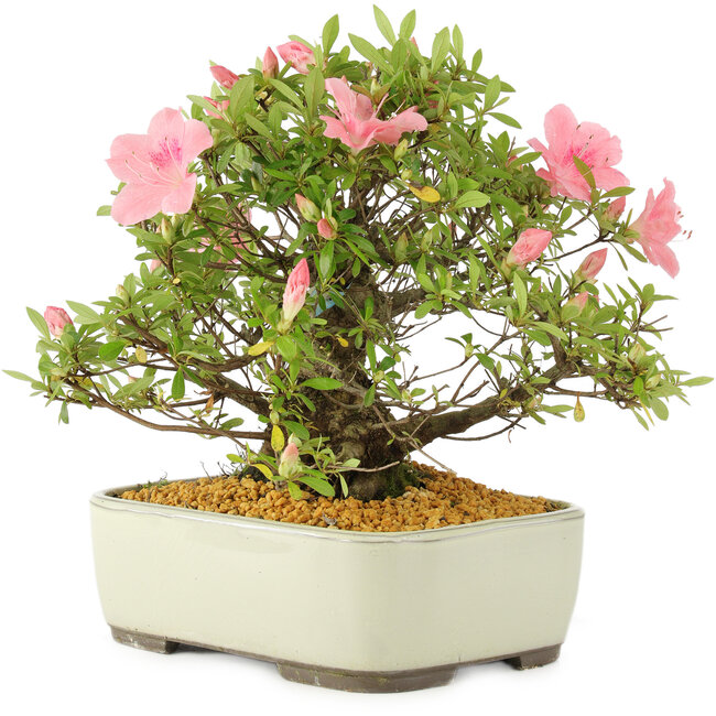 Rododendro indicum, 27,5 cm, ± 12 años