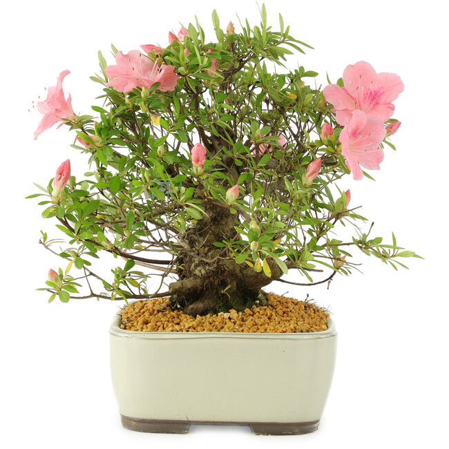 Rododendro indicum, 27,5 cm, ± 12 años