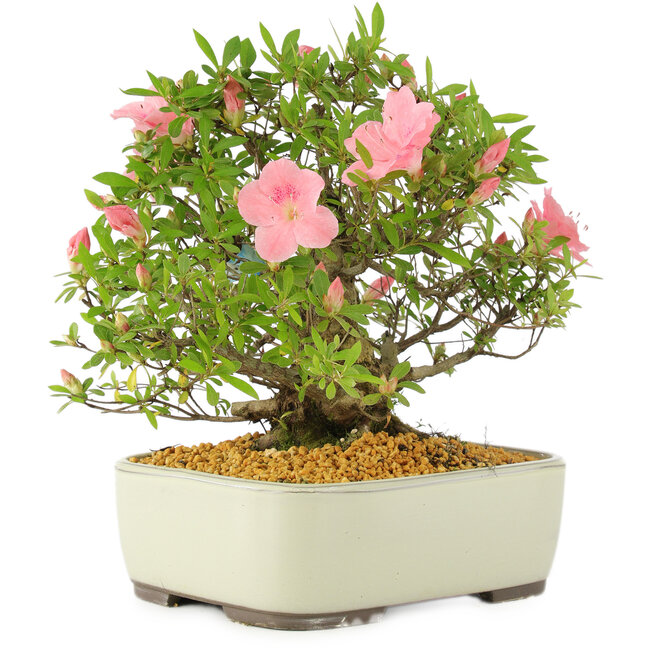 Rhododendron indicum, 27,5 cm, ± 12 years old