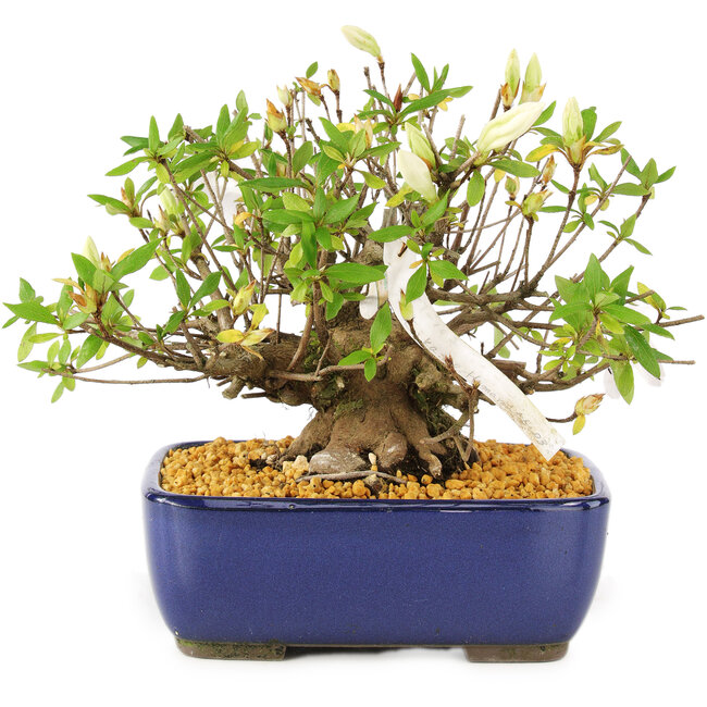 Rhododendron indicum Eika-no-Homare, 20 cm, ± 12 jaar oud