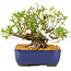 Rhododendron indicum Eika-no-Homare, 20 cm, ± 12 jaar oud