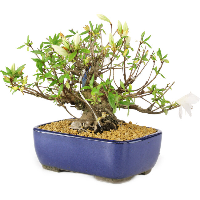 Rhododendron indicum Eika-no-Homare, 20 cm, ± 12 Jahre alt