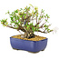 Rhododendron indicum Eika-no-Homare, 20 cm, ± 12 jaar oud