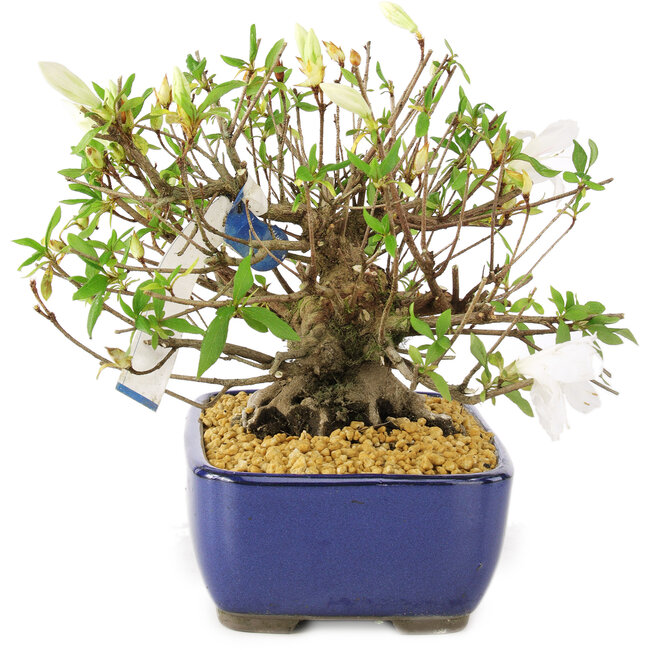 Rhododendron indicum Eika-no-Homare, 20 cm, ± 12 ans