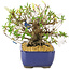 Rhododendron indicum Eika-no-Homare, 20 cm, ± 12 jaar oud