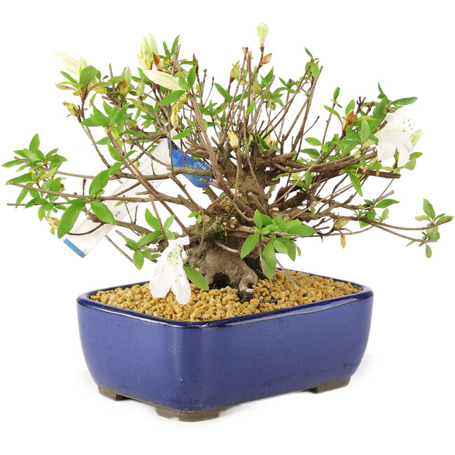 Rhododendron indicum Eika-no-Homare, 20 cm, ± 12 Jahre alt