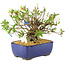 Rhododendron indicum Eika-no-Homare, 20 cm, ± 12 jaar oud