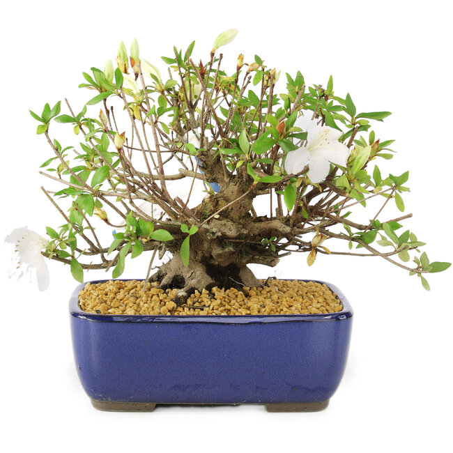 Rhododendron indicum Eika-no-Homare, 20 cm, ± 12 ans