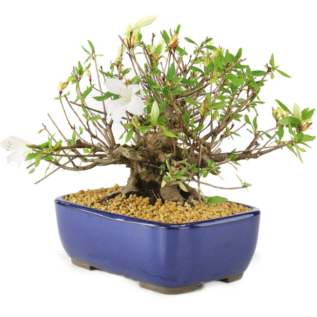 Rhododendron indicum Eika-no-Homare, 20 cm, ± 12 anni