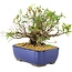 Rhododendron indicum Eika-no-Homare, 20 cm, ± 12 jaar oud