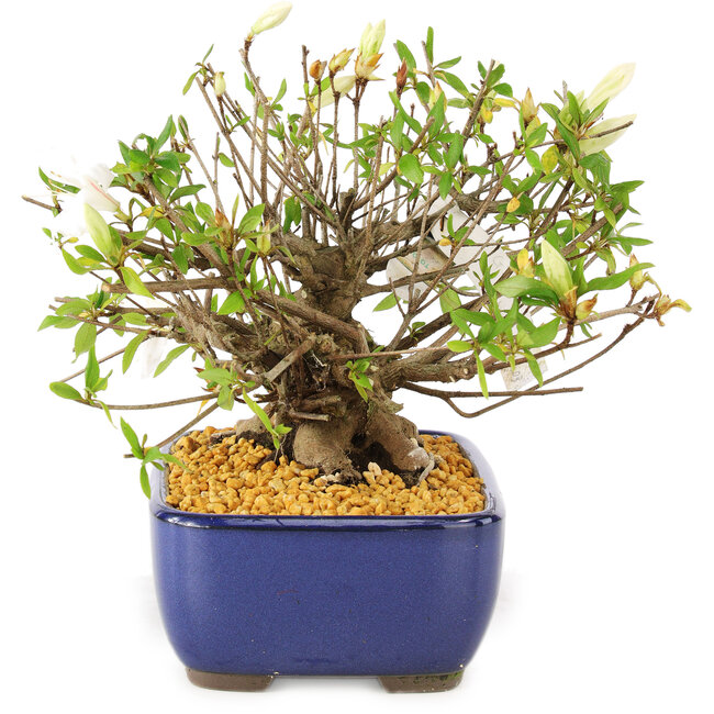 Rhododendron indicum Eika-no-Homare, 20 cm, ± 12 anni