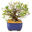 Rhododendron indicum Eika-no-Homare, 20 cm, ± 12 jaar oud