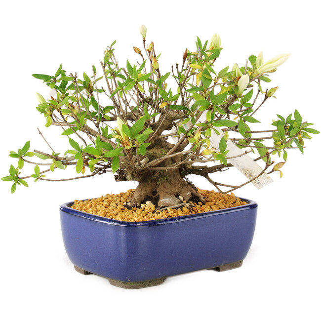 Rhododendron indicum Eika-no-Homare, 20 cm, ± 12 anni