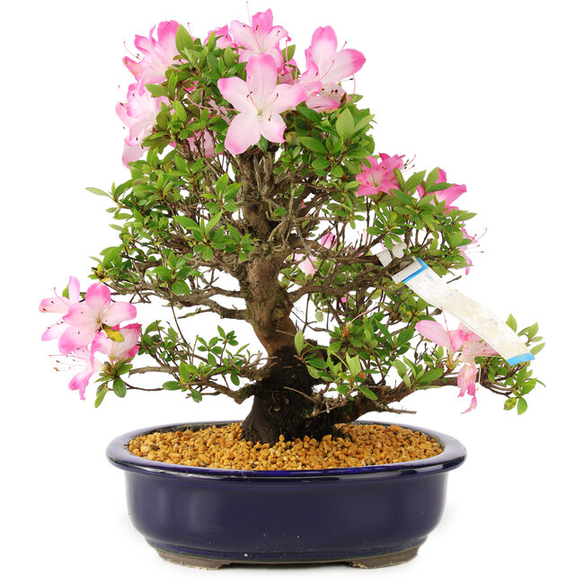 Rhododendron indicum Suzu-no-Homare, 27 cm, ± 12 Jahre alt