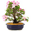 Rhododendron indicum Suzu-no-Homare, 27 cm, ± 12 ans