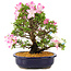Rhododendron indicum Suzu-no-Homare, 27 cm, ± 12 years old