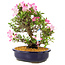 Rhododendron indicum Suzu-no-Homare, 27 cm, ± 12 ans