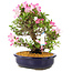 Rhododendron indicum Suzu-no-Homare, 27 cm, ± 12 jaar oud