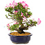 Rhododendron indicum Suzu-no-Homare, 27 cm, ± 12 jaar oud