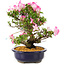 Rododendro indicum Suzu-no-Homare, 27 cm, ± 12 años