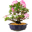 Rhododendron indicum Suzu-no-Homare, 27 cm, ± 12 jaar oud