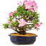 Rhododendron indicum Suzu-no-Homare, 27 cm, ± 12 ans