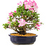 Rhododendron indicum Suzu-no-Homare, 27 cm, ± 12 Jahre alt