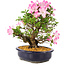 Rhododendron indicum Suzu-no-Homare, 27 cm, ± 12 ans