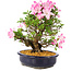 Rhododendron indicum Suzu-no-Homare, 27 cm, ± 12 jaar oud
