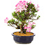 Rhododendron indicum Suzu-no-Homare, 27 cm, ± 12 anni