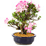 Rhododendron indicum Suzu-no-Homare, 27 cm, ± 12 jaar oud